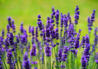 Ý Nghĩa Hoa Lavender (Oải Hương)