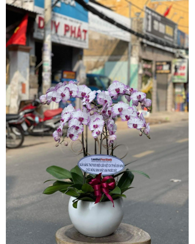Mẫu Hoa Lan