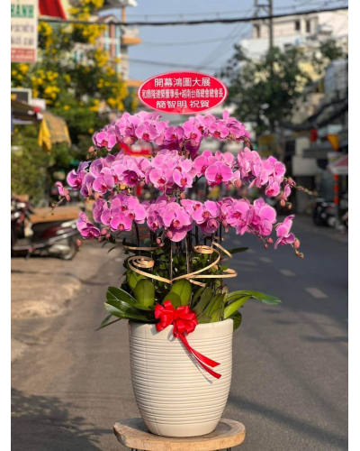 Mẫu Hoa Lan