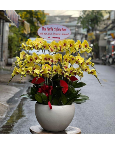 Mẫu Hoa Lan