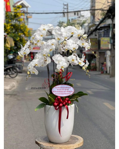 Mẫu Hoa Lan