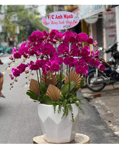 Mẫu Hoa Lan