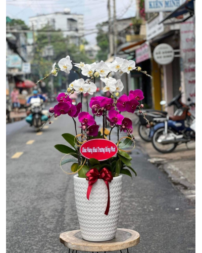 Mẫu Hoa Lan