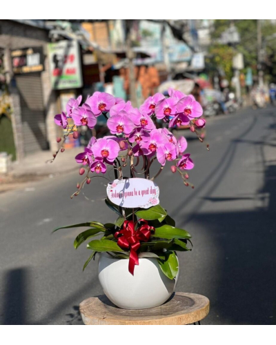 Mẫu Hoa Lan