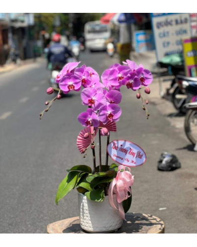 Mẫu Hoa Lan