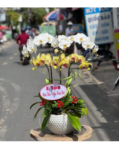Mẫu Hoa Lan