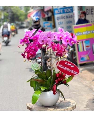 Mẫu Hoa Lan