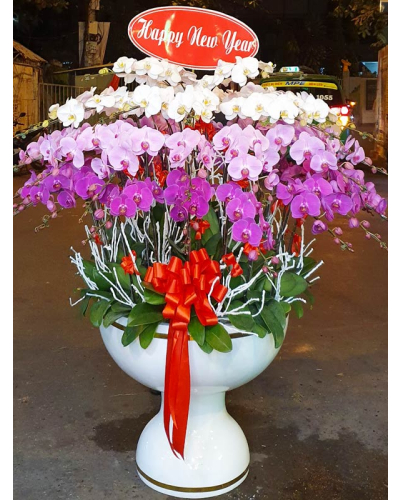 Mẫu Hoa Lan
