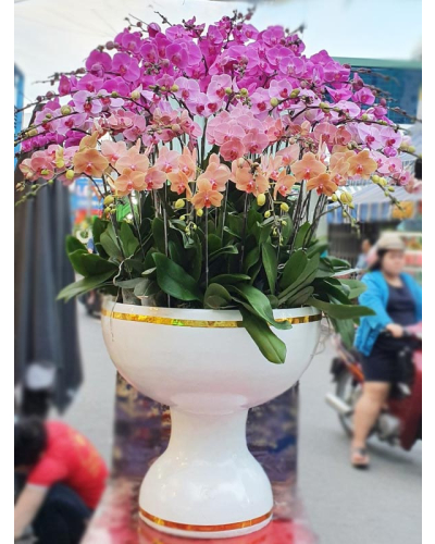 Mẫu Hoa Lan