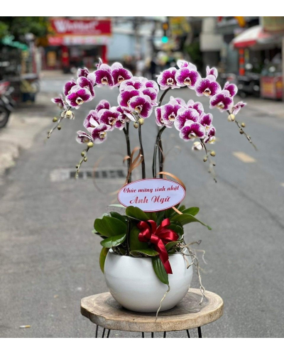 Mẫu Hoa Lan