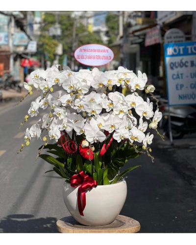 Mẫu Hoa Lan