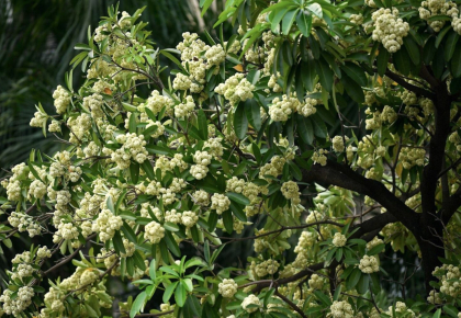 Ý Nghĩa Hoa Sữa – Loài Hoa Của Mùa Thu Hà Nội