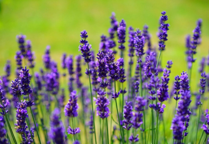 Ý Nghĩa Hoa Lavender (Oải Hương)
