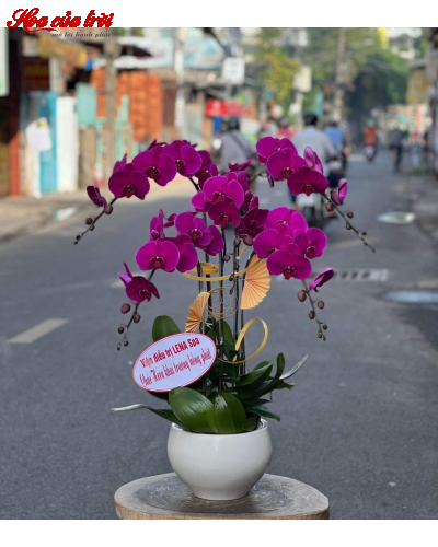 Mẫu Hoa Lan