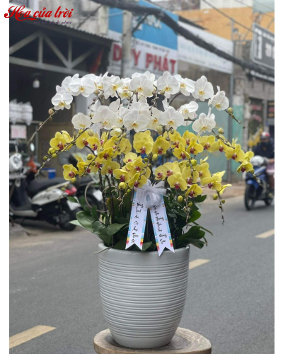 Mẫu Hoa Lan