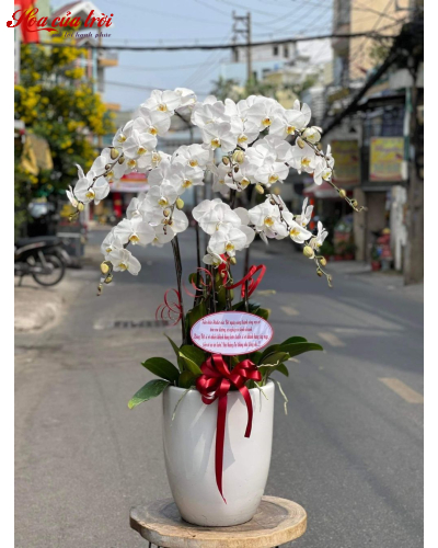 Mẫu Hoa Lan