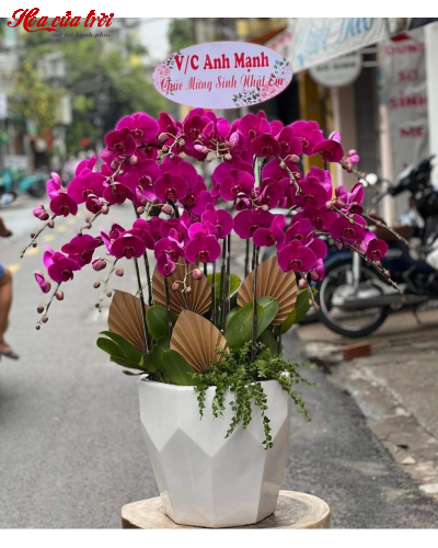 Mẫu Hoa Lan