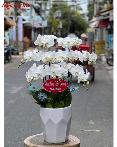 Mẫu Hoa Lan