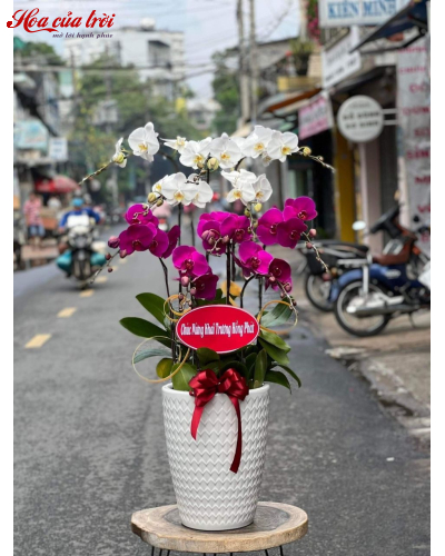Mẫu Hoa Lan