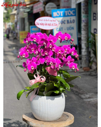 Mẫu Hoa Lan