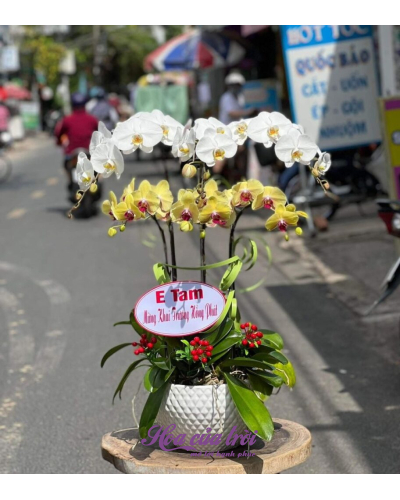 Mẫu Hoa Lan