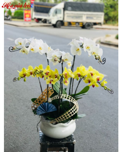 Mẫu Hoa Lan