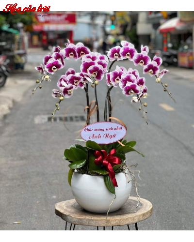 Mẫu Hoa Lan