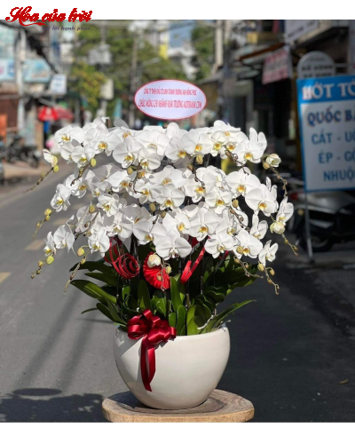 Mẫu Hoa Lan