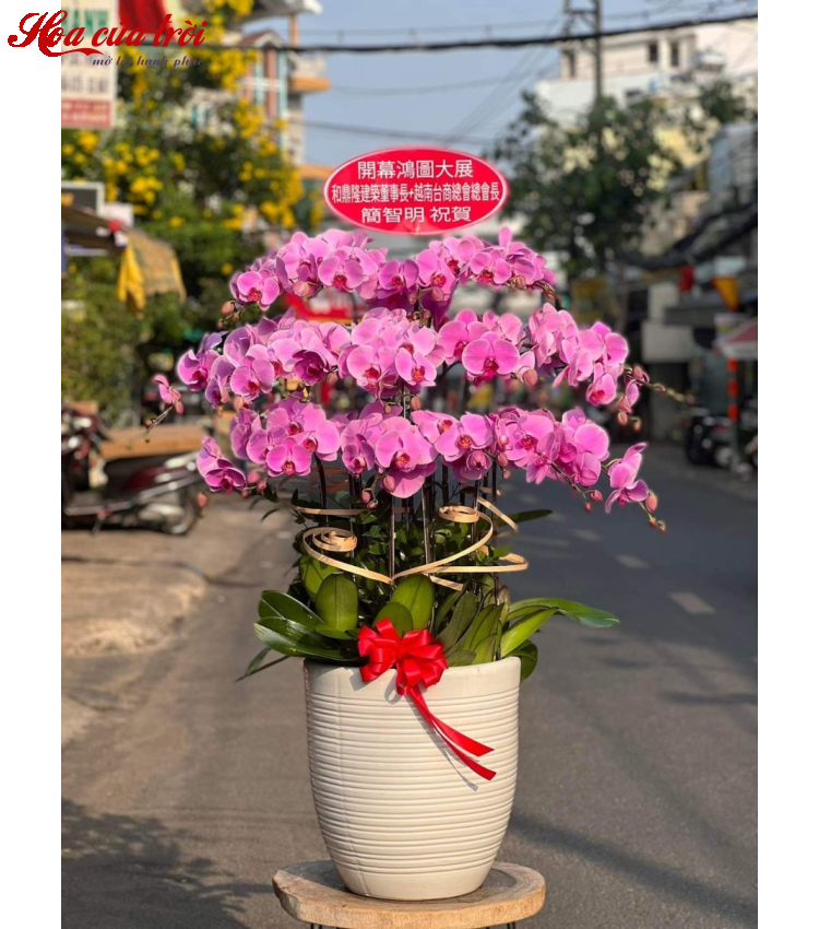 Mẫu Hoa Lan