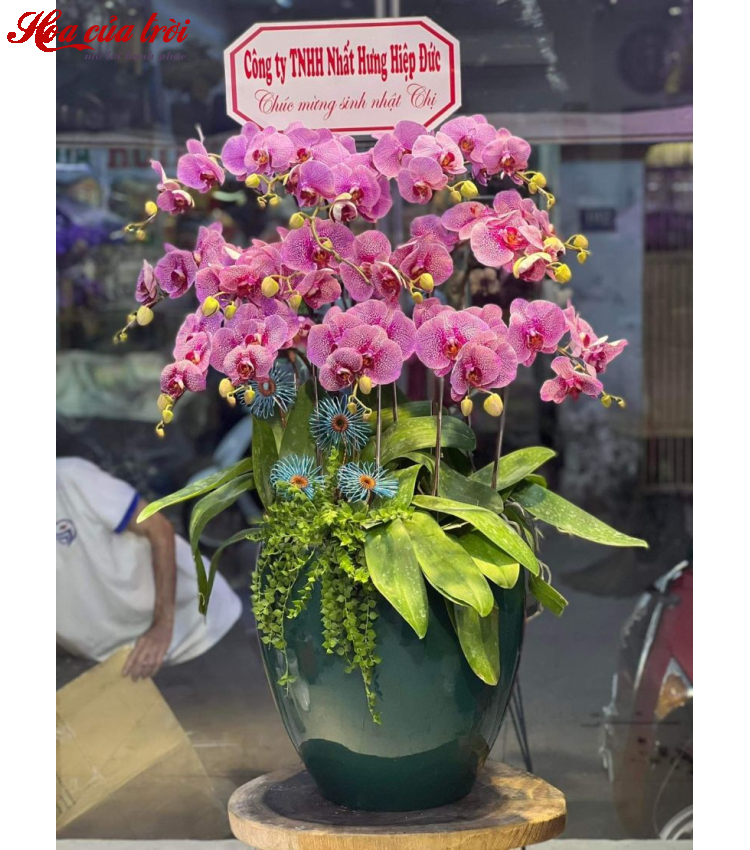 Mẫu Hoa Lan