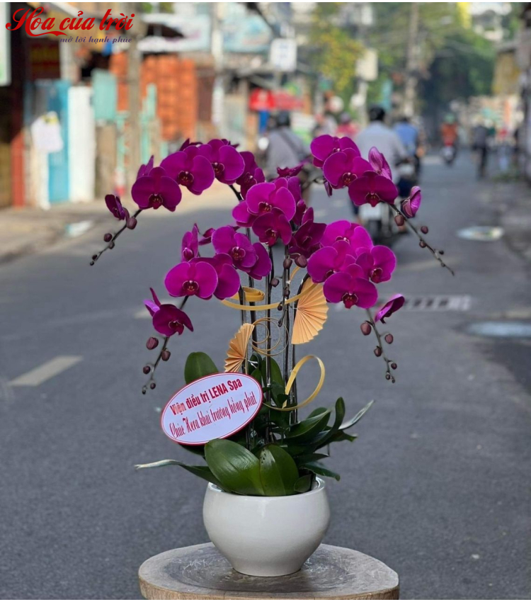 Mẫu Hoa Lan