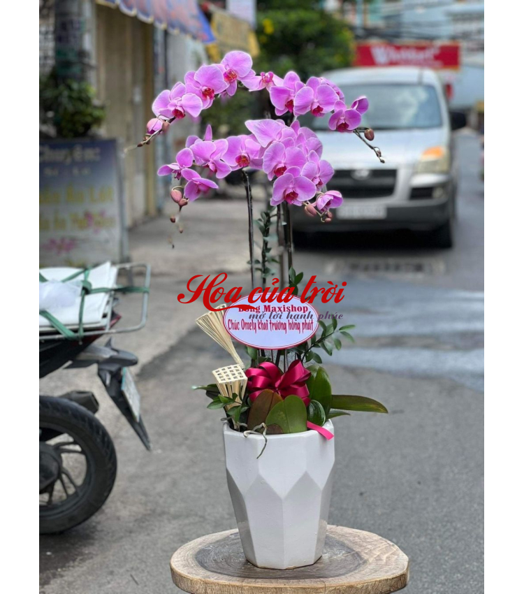 Mẫu Hoa Lan