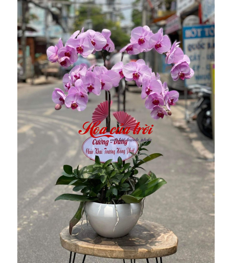 Mẫu Hoa Lan