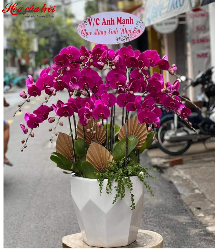 Mẫu Hoa Lan