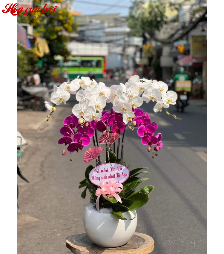 Mẫu Hoa Lan
