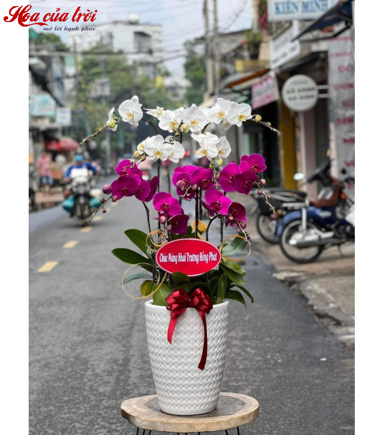 Mẫu Hoa Lan