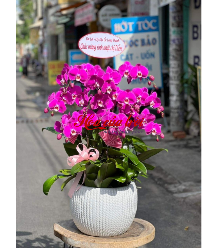 Mẫu Hoa Lan
