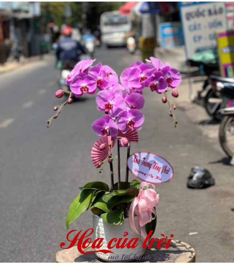 Mẫu Hoa Lan