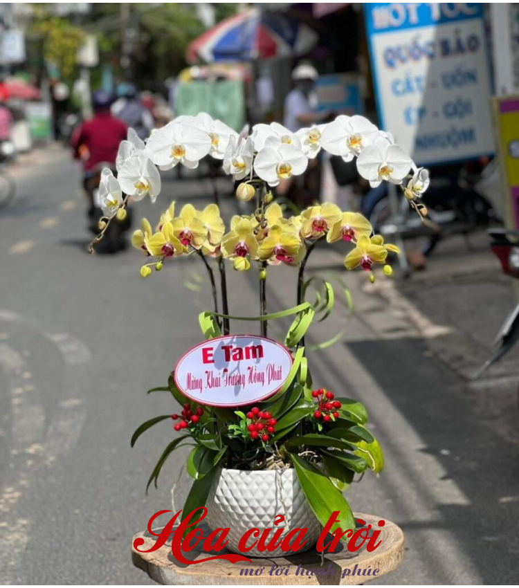 Mẫu Hoa Lan