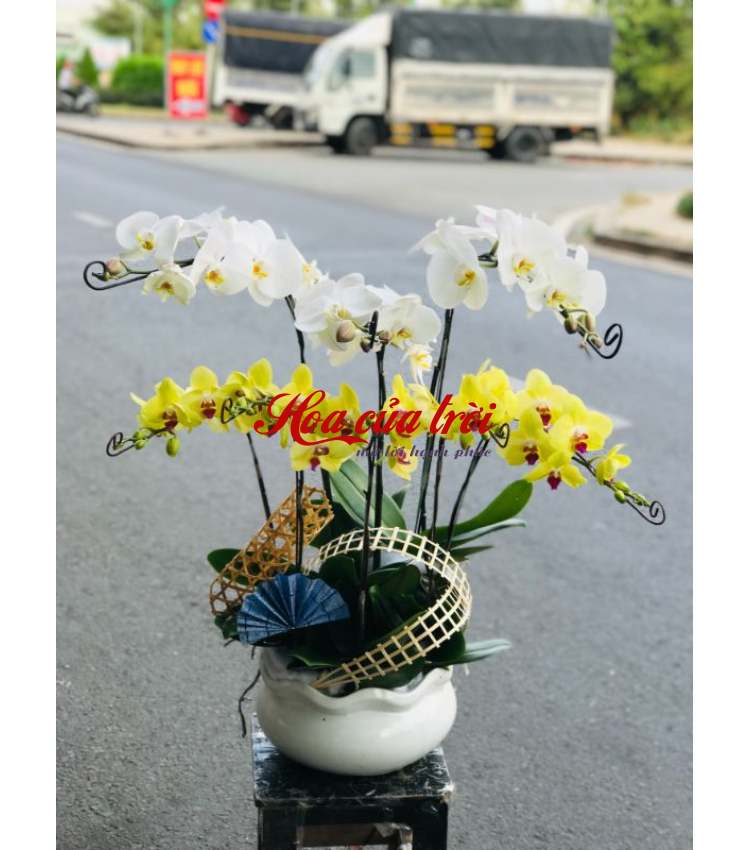 Mẫu Hoa Lan