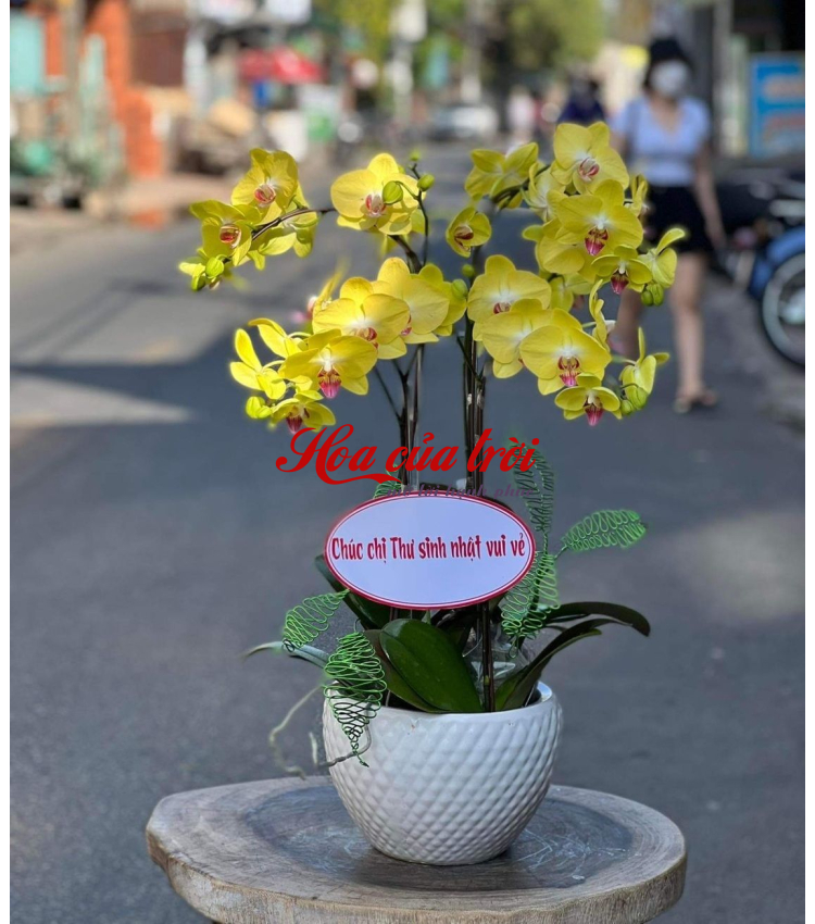 Mẫu Hoa Lan